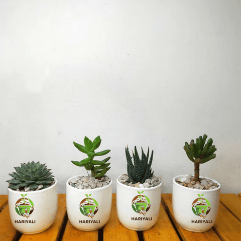 Succulent Mix (Set of 4–5 Plants)