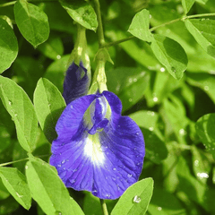 Aparajita (Butterfly Pea Clitoria ternatea)