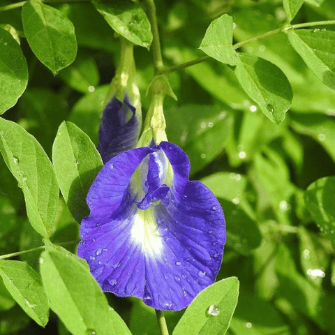 Aparajita (Butterfly Pea Clitoria ternatea)