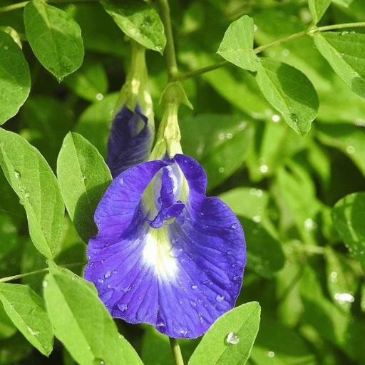 Aparajita (Butterfly Pea Clitoria ternatea)