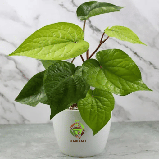Paan Plant (Piper betle)
