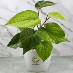 Paan Plant (Piper betle)