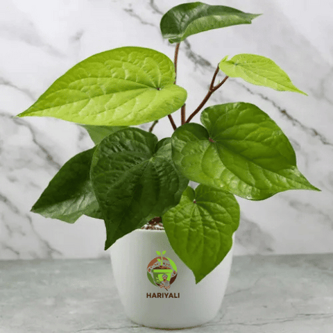Paan Plant (Piper betle)