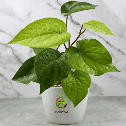 Paan Plant (Piper betle)