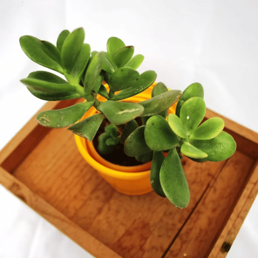 Jade Plant (Crassula ovata)