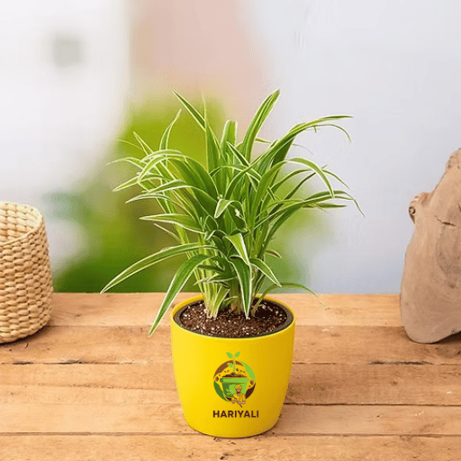 spider plant