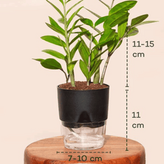 ZZ Plant (Zamioculcas zamiifolia)