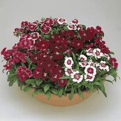 Dianthus (Dianthus spp.)(Copy)