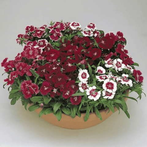 Dianthus (Dianthus spp.)(Copy)