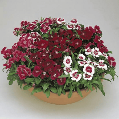 Dianthus (Dianthus spp.)(Copy)
