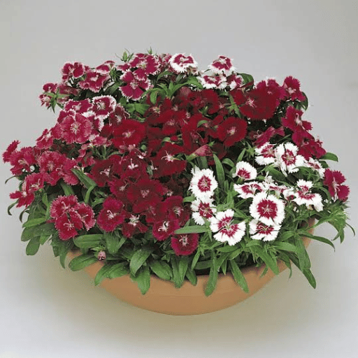 Dianthus (Dianthus spp.)(Copy)