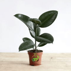 rubber plant