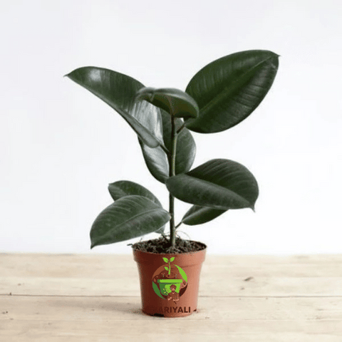 rubber plant