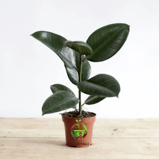 rubber plant