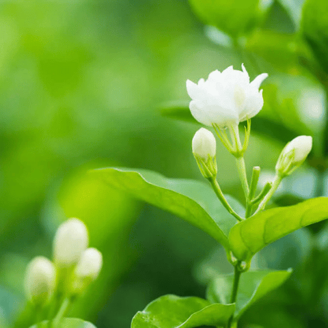 Jasmine (Mogra Jasminum sambac)