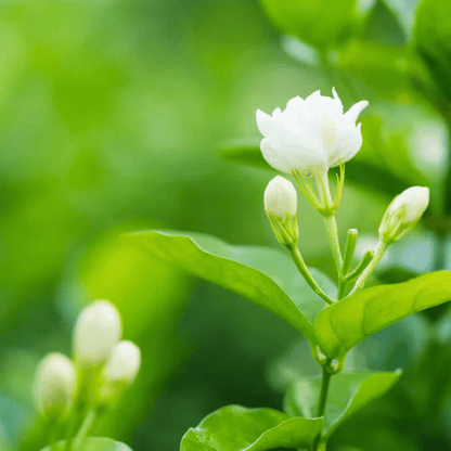 Jasmine (Mogra Jasminum sambac)