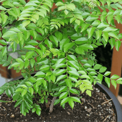 Curry Leaf Plant (Murraya koenigii  Kadi Patta)