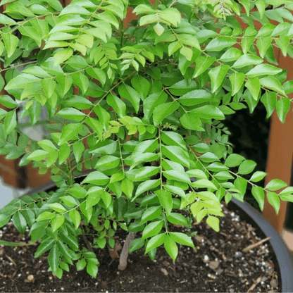Curry Leaf Plant (Murraya koenigii  Kadi Patta)