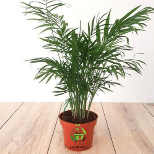 Areca palm