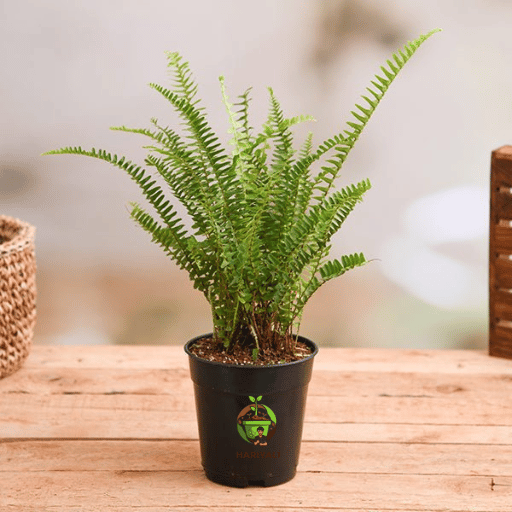 Boston Fern (Nephrolepis exaltata)