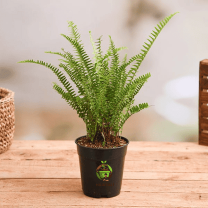 Boston Fern (Nephrolepis exaltata)