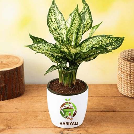 chinese evergreen