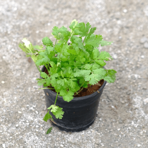 Coriander (Cilantro  Dhaniya)