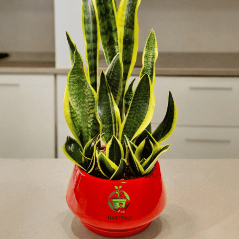 Snake Plants (Sansevieria)