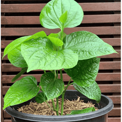Paan Plant (Piper betle)