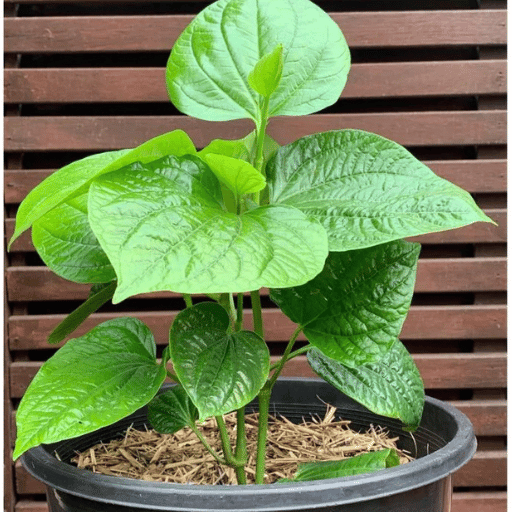 Paan Plant (Piper betle)