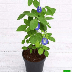 Aparajita (Butterfly Pea Clitoria ternatea)