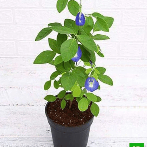 Aparajita (Butterfly Pea Clitoria ternatea)