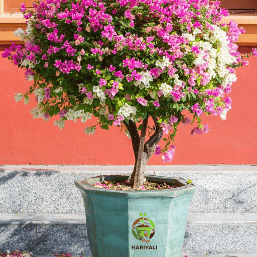 Bougainvillea