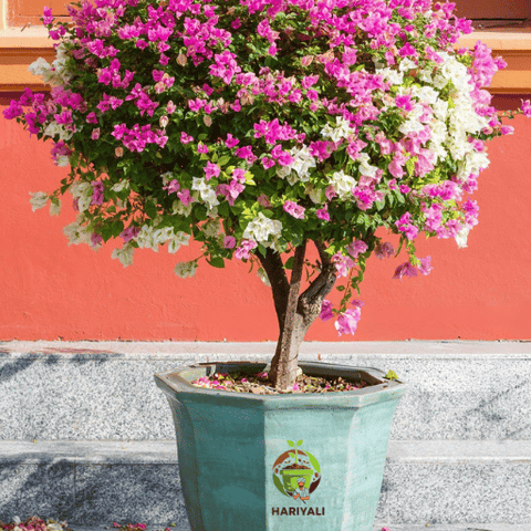 Bougainvillea