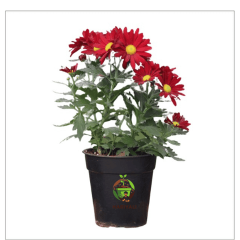 Chrysanthemum (Shevanti  Mum)