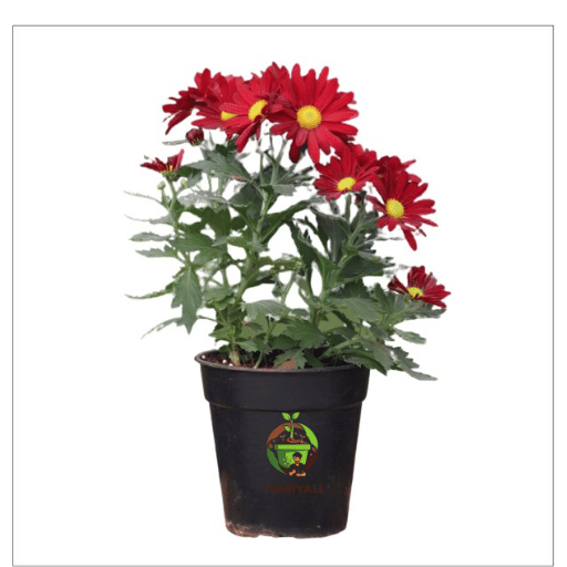 Chrysanthemum (Shevanti  Mum)
