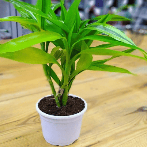 Lucky Bamboo (Dracaena sanderiana)