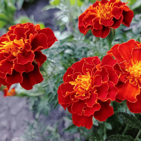 Tagetes (Marigold)