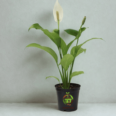 Peace Lily (Spathiphyllum spp.)