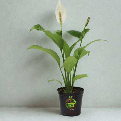 Peace Lily (Spathiphyllum spp.)