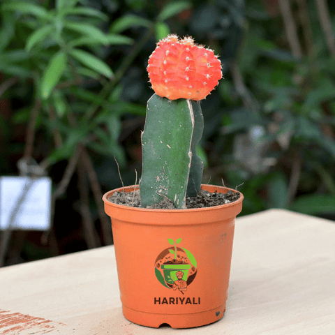 Moon Cactus