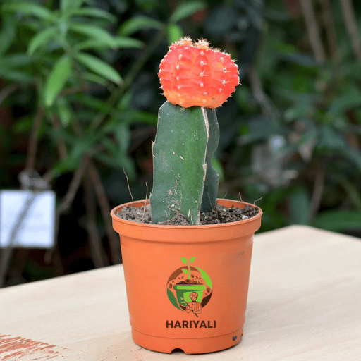 Moon Cactus
