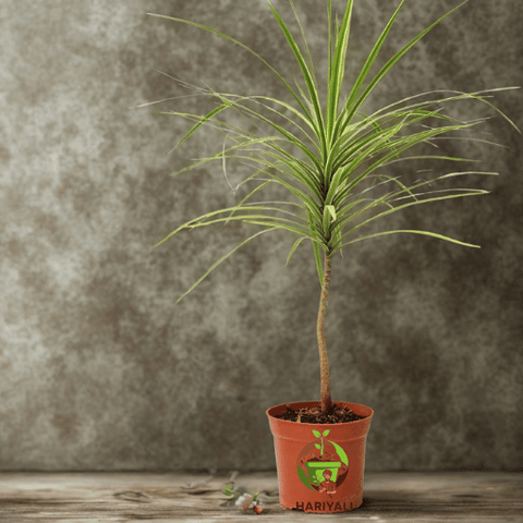 Dracaena Marginata (Dragon Tree)