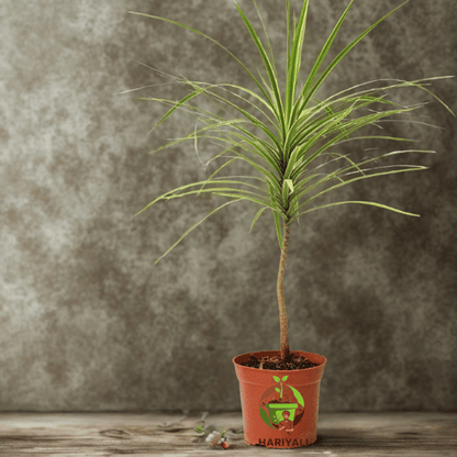 Dracaena Marginata (Dragon Tree)
