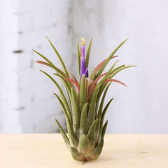 Tillandsia (Unique Soilless Greenery)