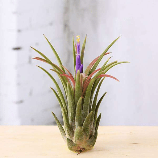 Tillandsia (Unique Soilless Greenery)