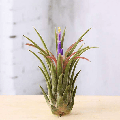 Tillandsia (Unique Soilless Greenery)