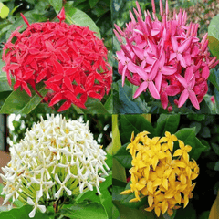 Ixora (Ixora coccinea)