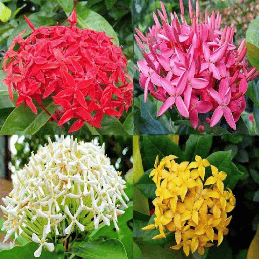 Ixora (Ixora coccinea)