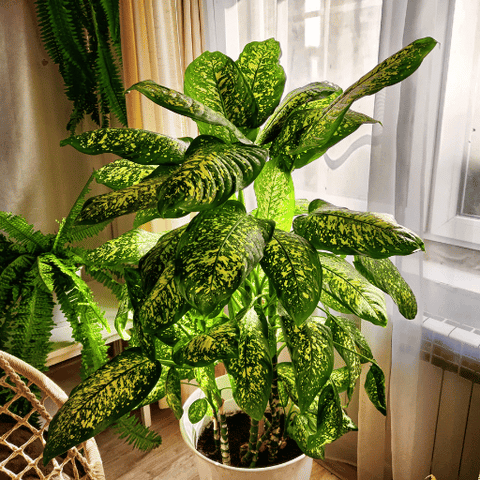 Dieffenbachia